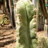 Pilosocereus_quadricostatus